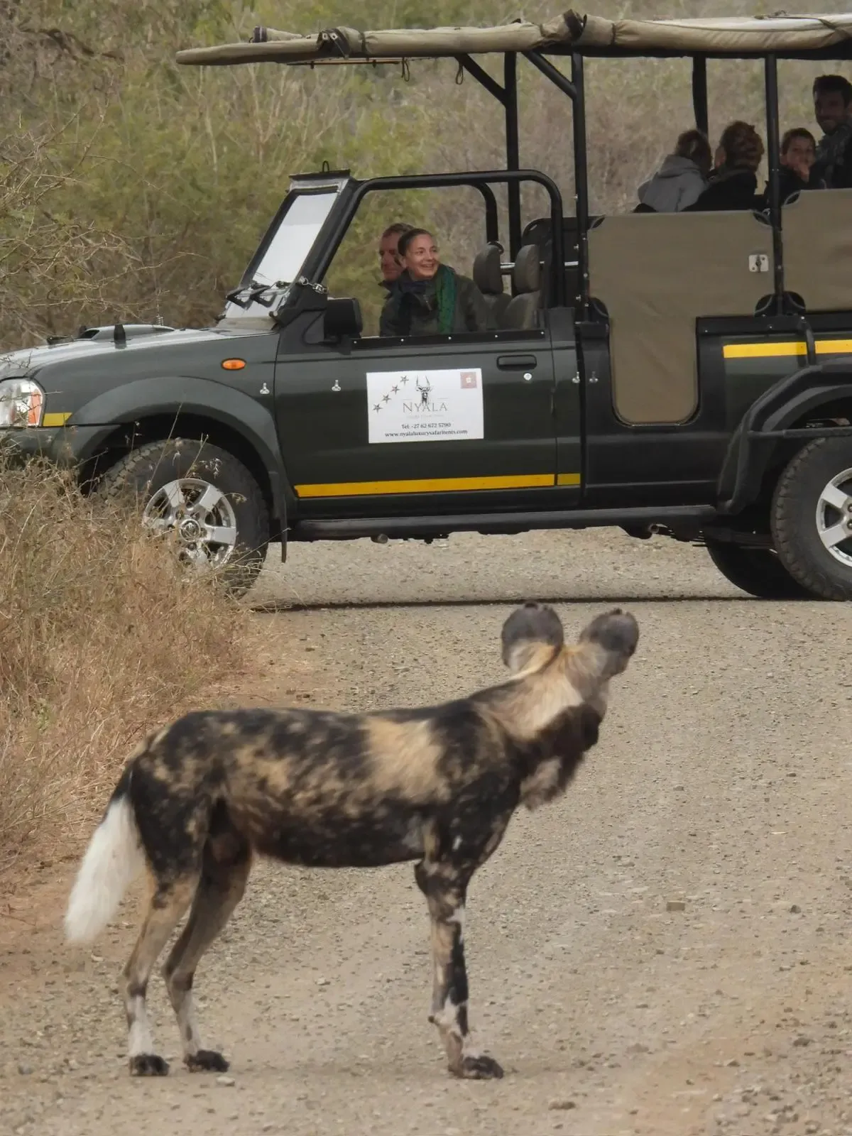 Nyala Kruger Safari vehicle with wild dog in the foreground