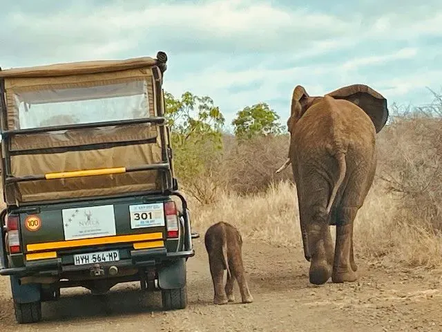Elephant herd spotted from the Green Mamba safari vehicle