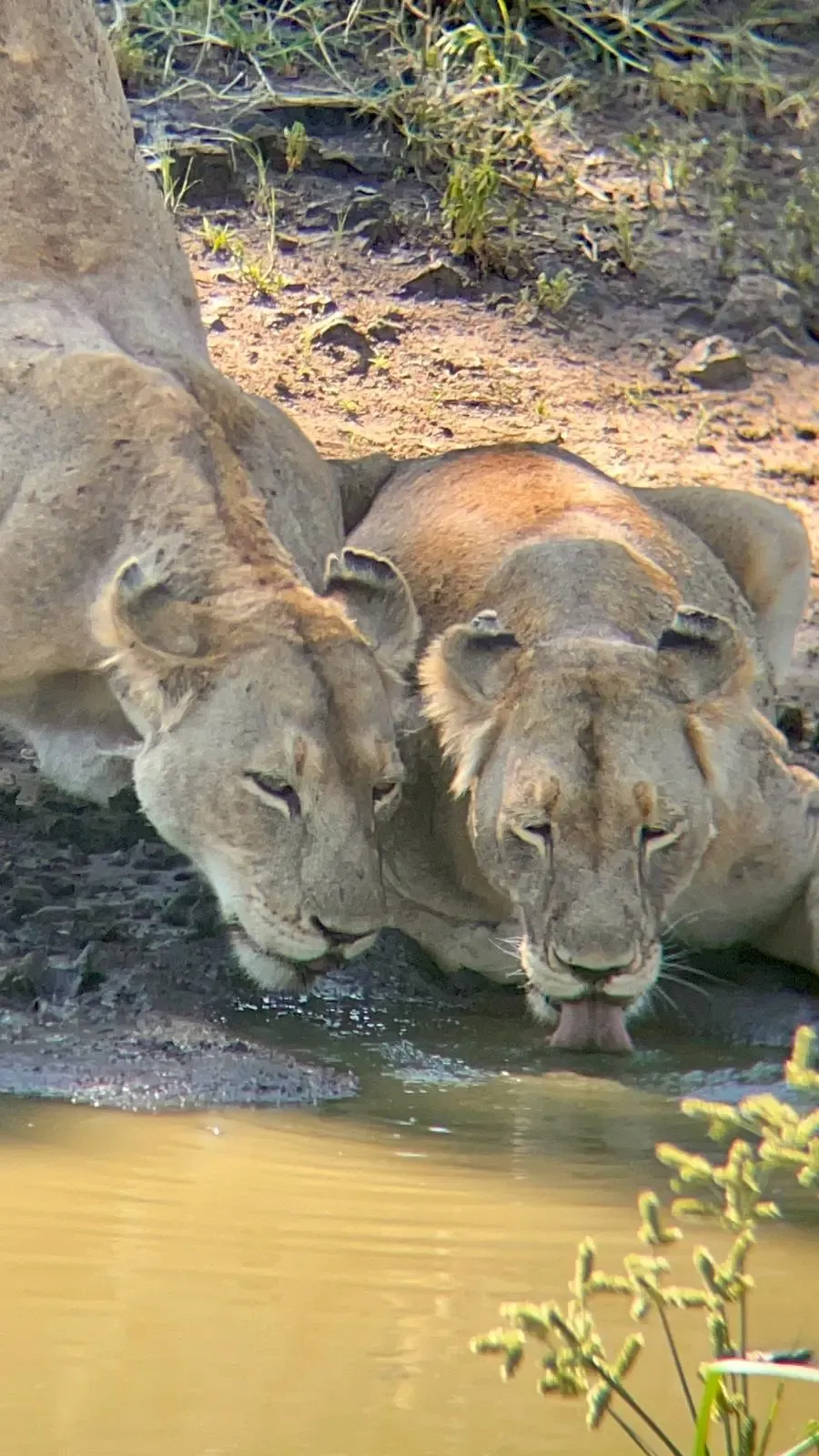 Lions drinking at a waterhole — Kruger National Park